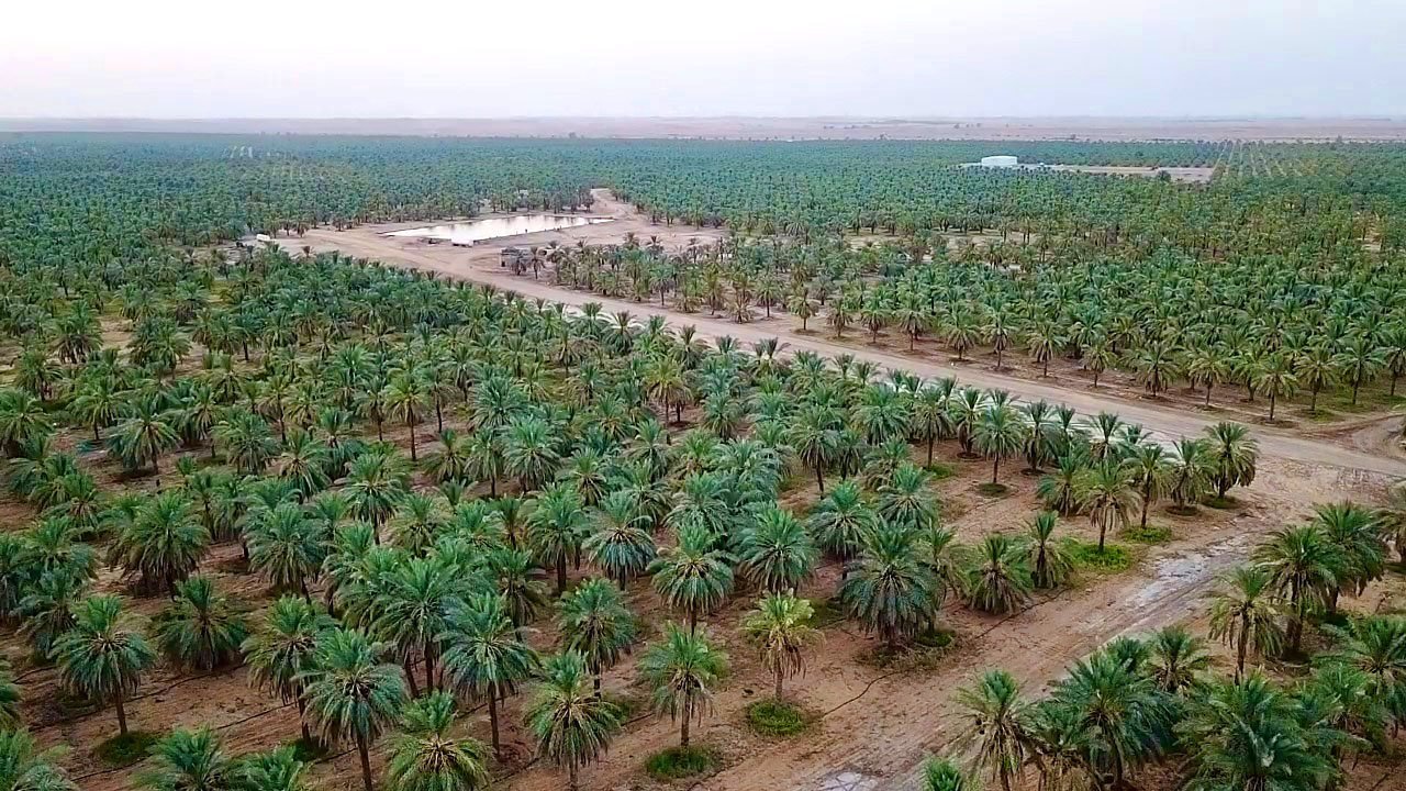 The Garden of Al Rajhi, Kebun Kurma Terluas yang Jadi Simbol Filantropi Islam Modern